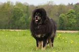 DOGUE DU TIBET 800